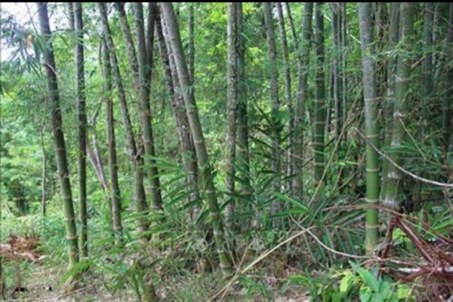 Thủ tướng Chính phủ: Nghiên cứu, hoàn thiện chính sách phát triển rừng gỗ lớn